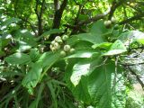 Cordia superba