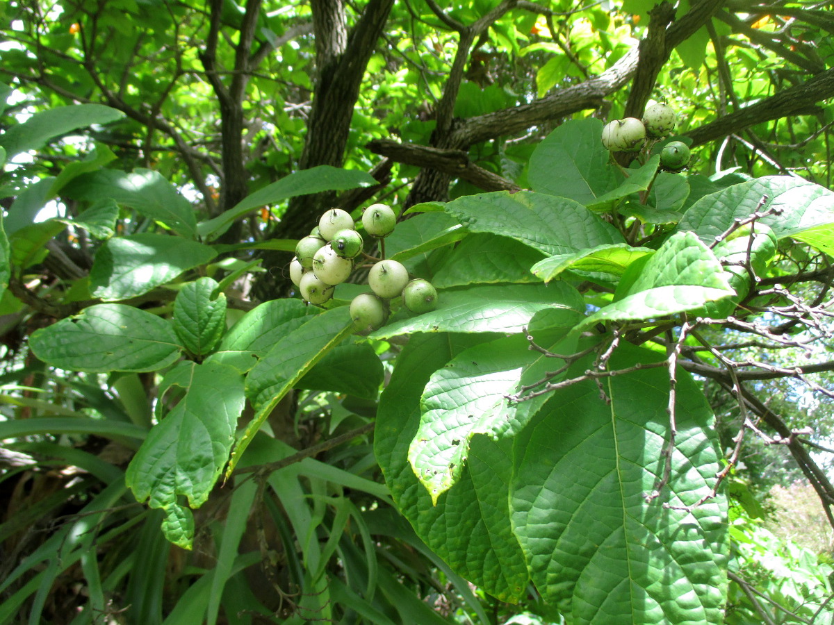 Image of Cordia superba specimen.