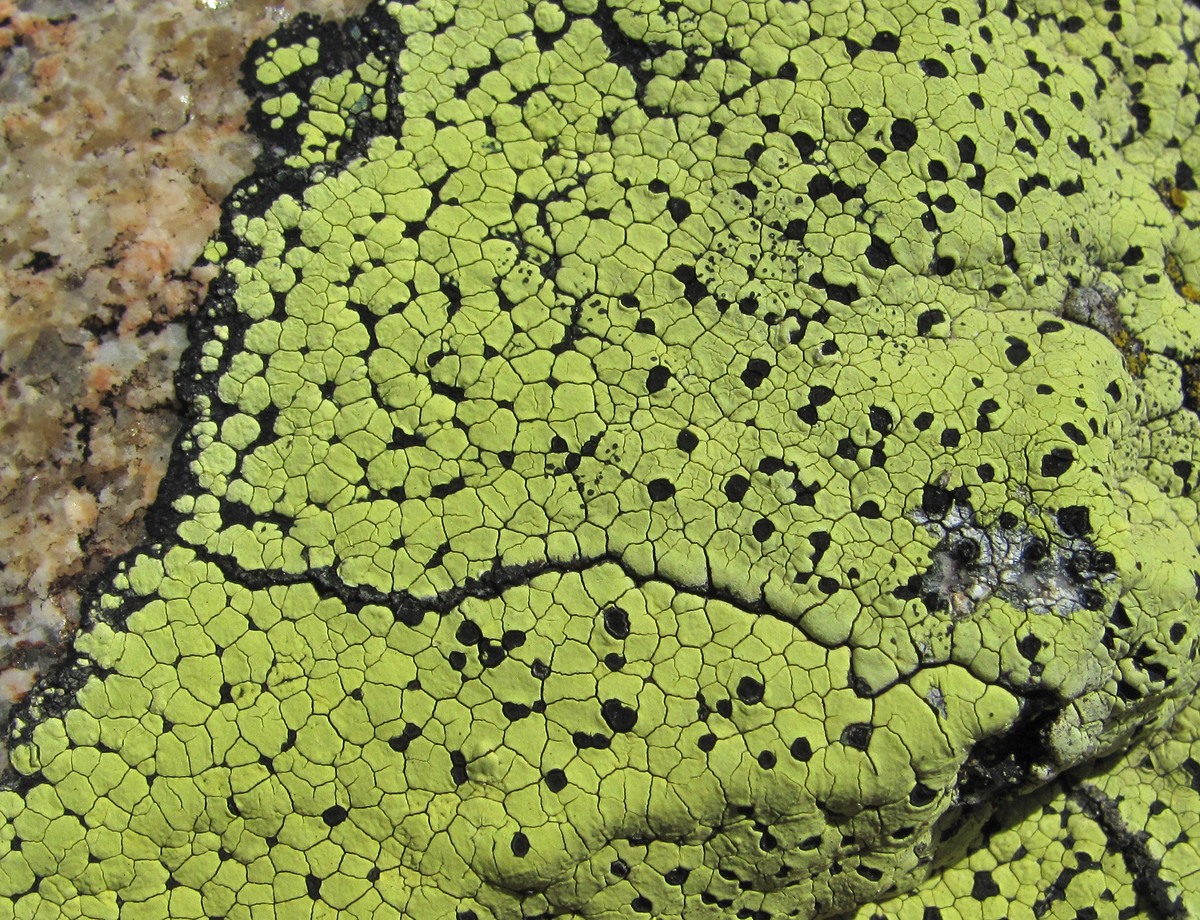 Image of genus Rhizocarpon specimen.