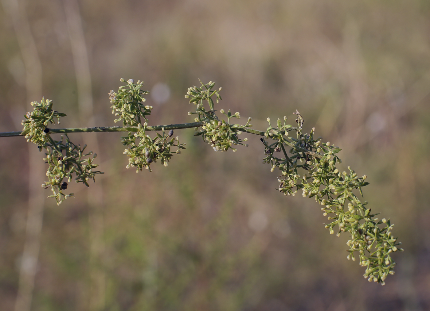 Изображение особи Galium humifusum.