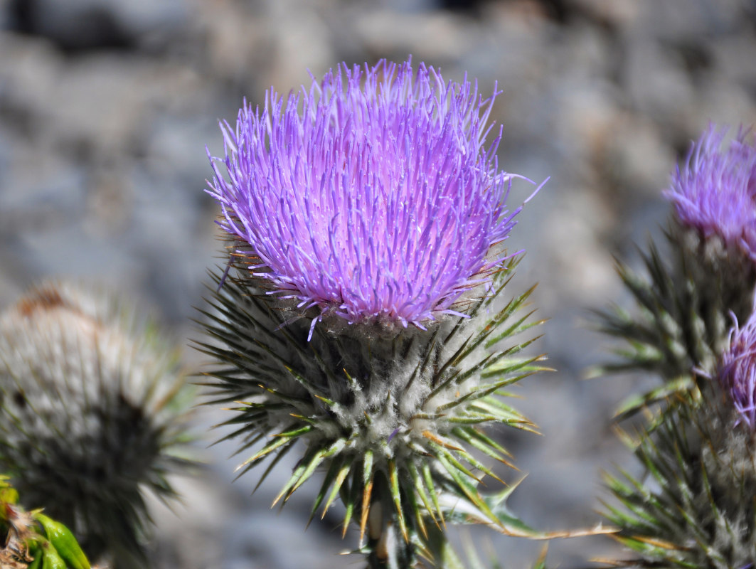 Image of Olgaea eriocephala specimen.