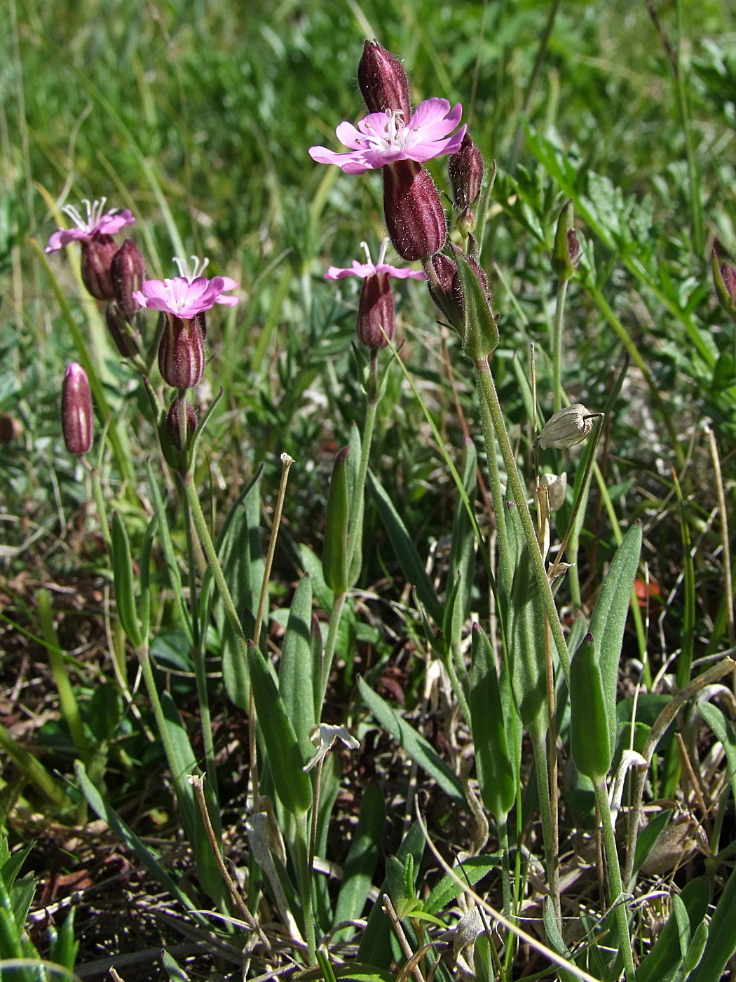 Изображение особи Lychnis ajanensis.