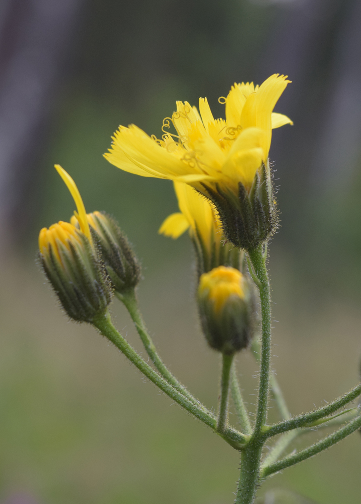 Изображение особи Hieracium duderhofense.