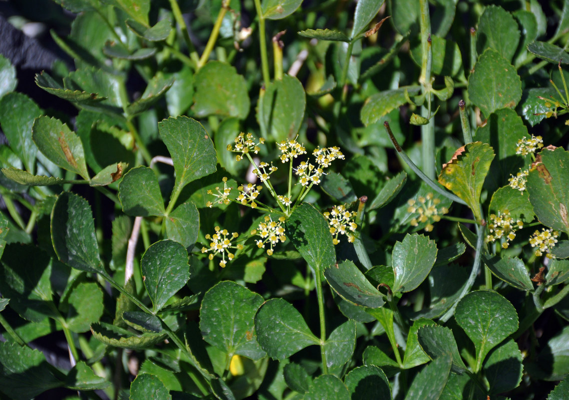 Изображение особи Angelica ternata.