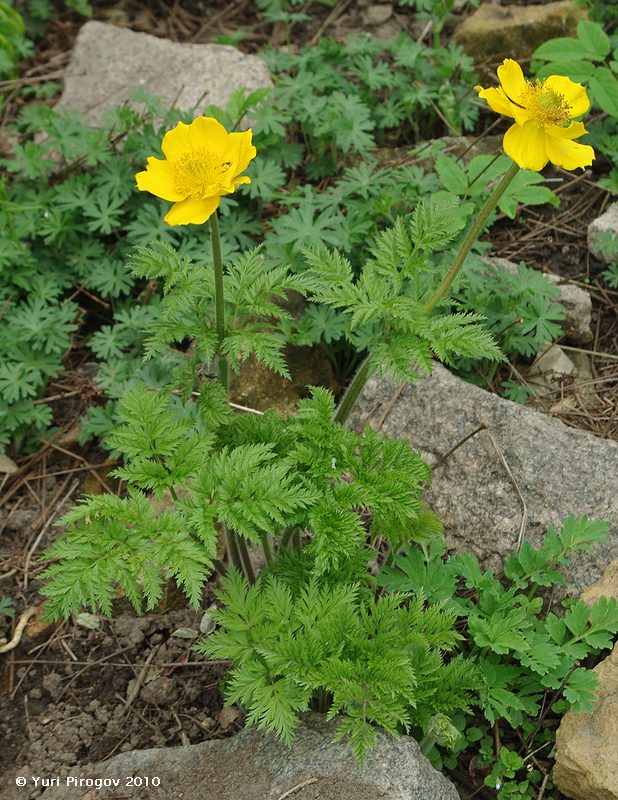 Изображение особи Pulsatilla aurea.