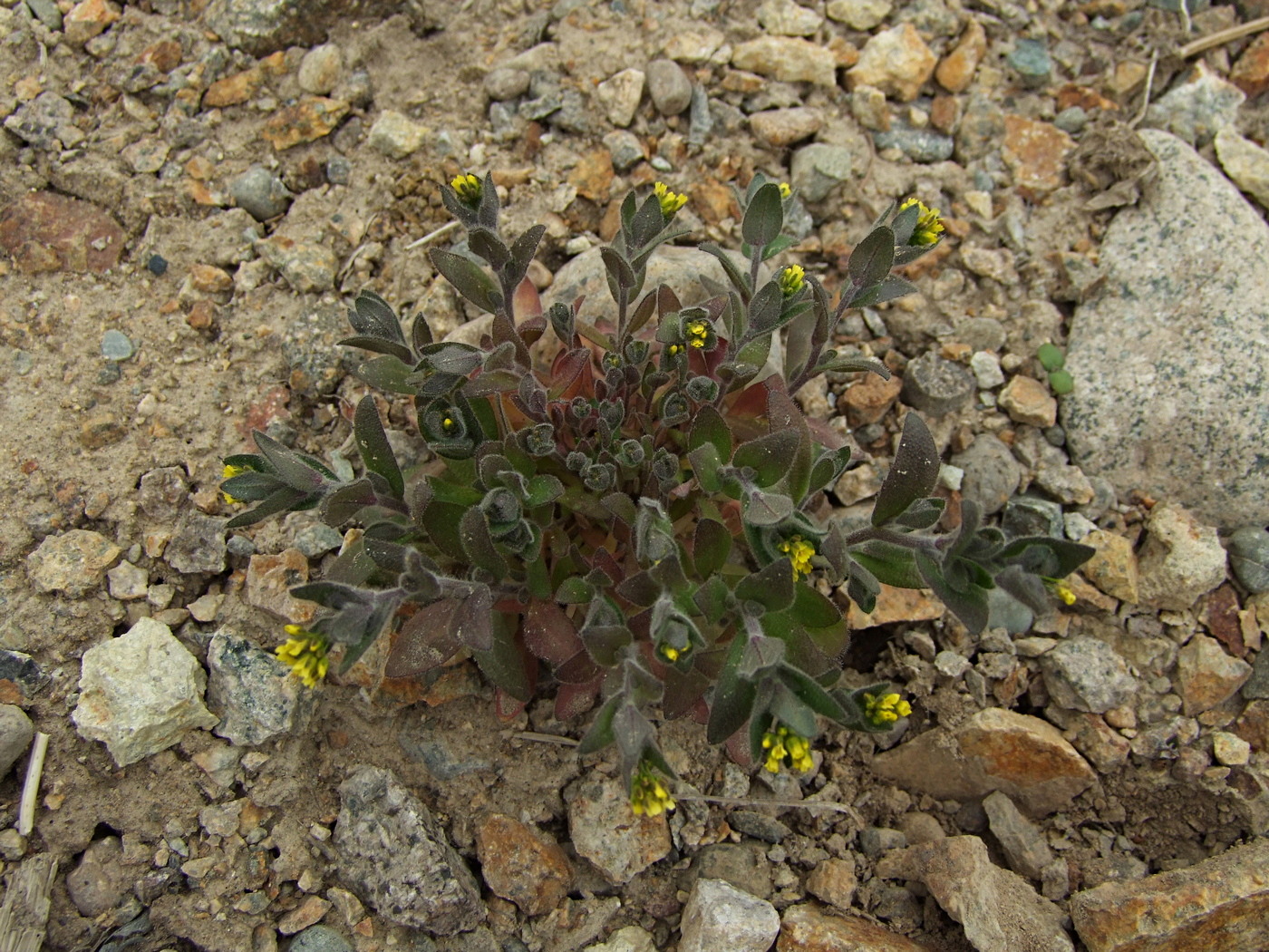 Image of Draba nemorosa specimen.