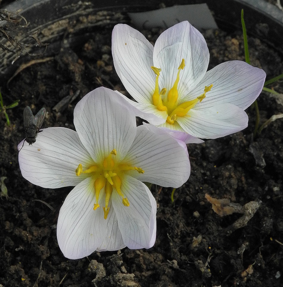 Image of Colchicum szovitsii specimen.
