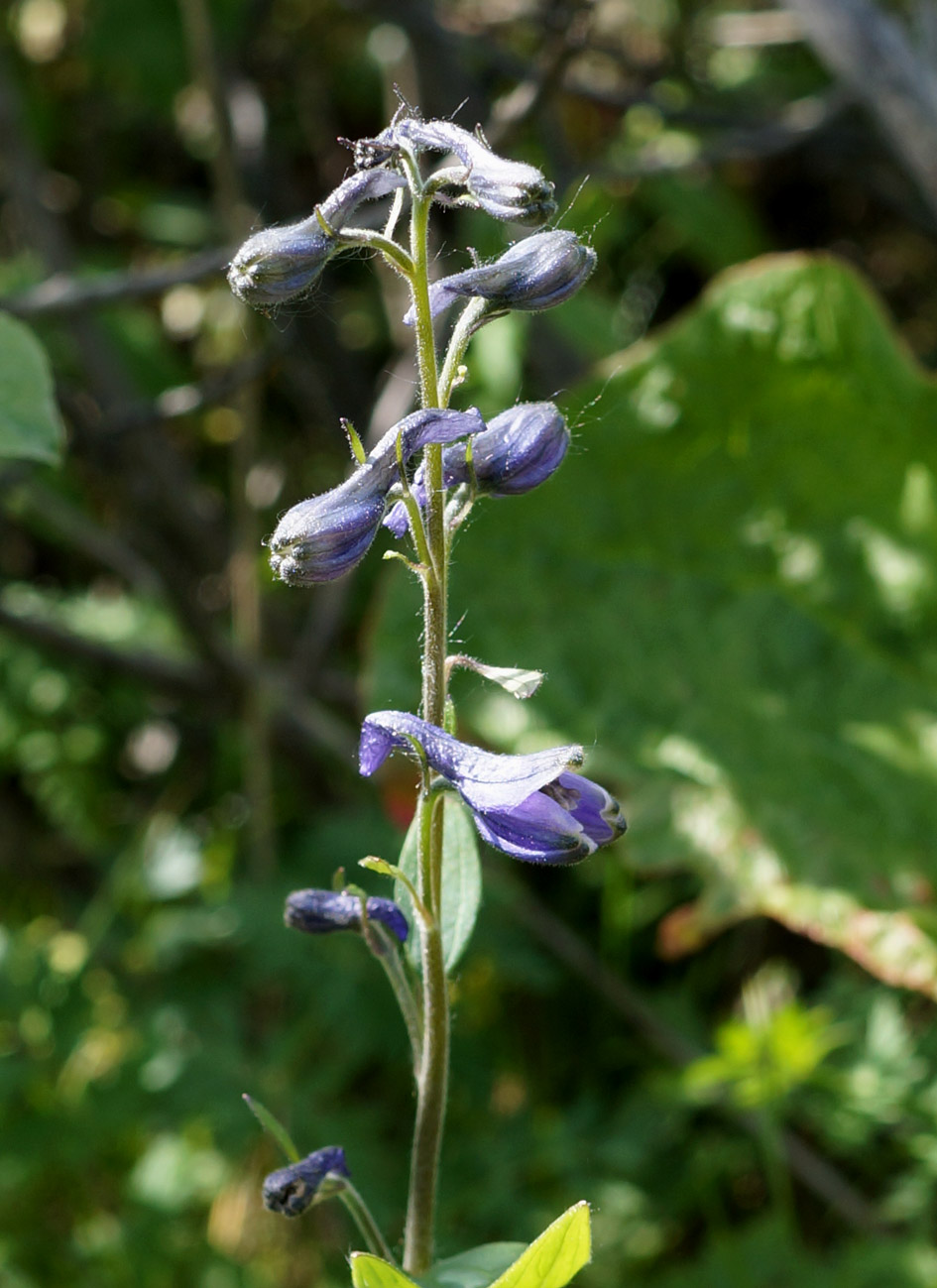 Image of Delphinium ochotense specimen.