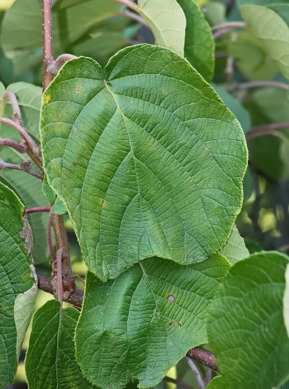 Image of Actinidia chinensis var. deliciosa specimen.