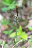 Carex cuspidata