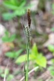 Carex cuspidata. Верхушка побега с соцветиями. Грузия, край Рача-Лечхуми и Нижняя Сванетия, Амбролаурский муниципалитет, окр. с. Зеда-Гвардиа, дол. р. Шарола, выс. 580 м н.у.м., лиственный лес, обочина грунтовой дороги. 07.05.2017.