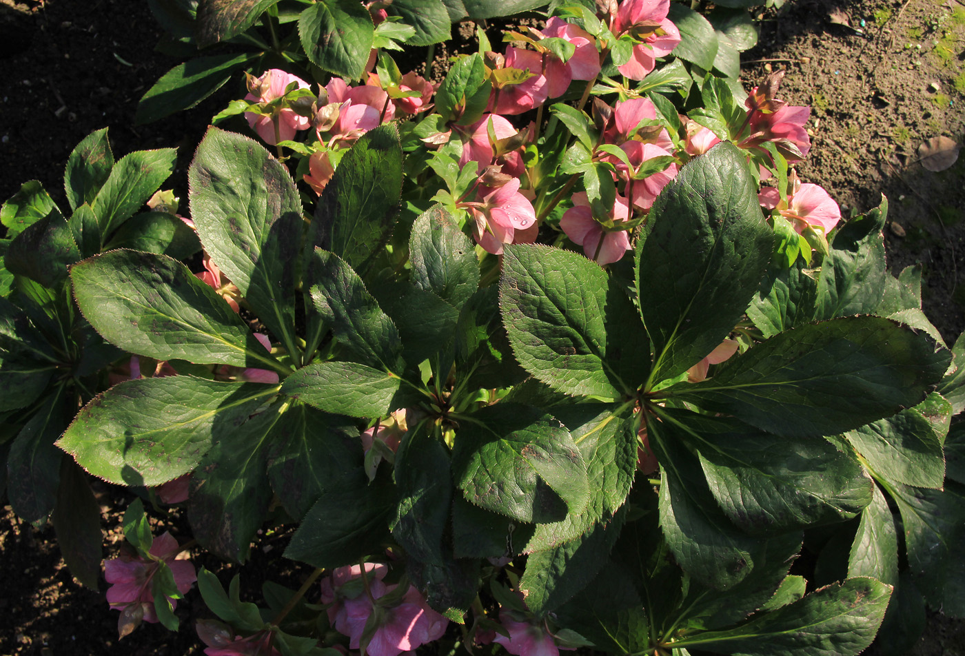 Image of Helleborus abchasicus specimen.