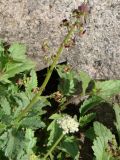 genus Scrophularia