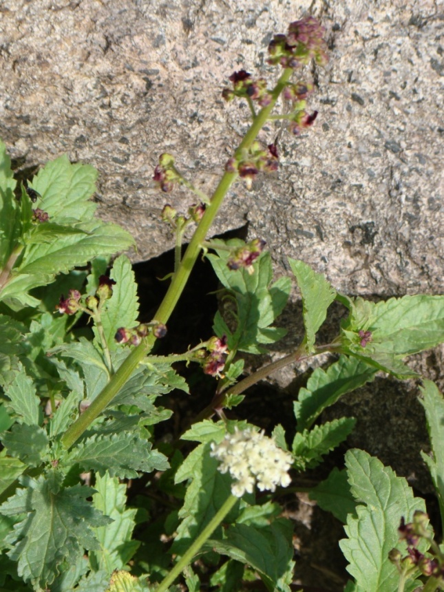 Изображение особи род Scrophularia.