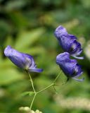 Aconitum fischeri. Соцветие. Камчатский край, Петропавловск-Камчатский, Никольская сопка, восточный залесенный склон. 16.08.2016.