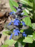 Ajuga reptans. Верхушка побега с соцветием. Краснодарский край, г. Усть-Лабинск, в культуре, на клумбе. 27.04.2015.