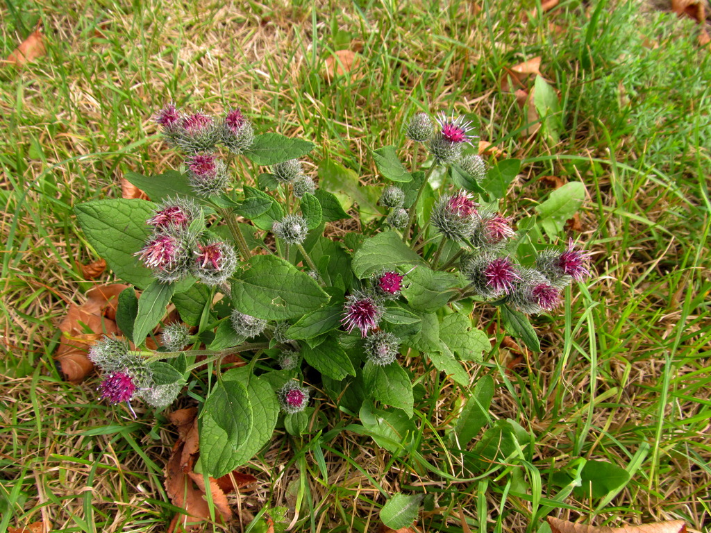 Изображение особи Arctium tomentosum.