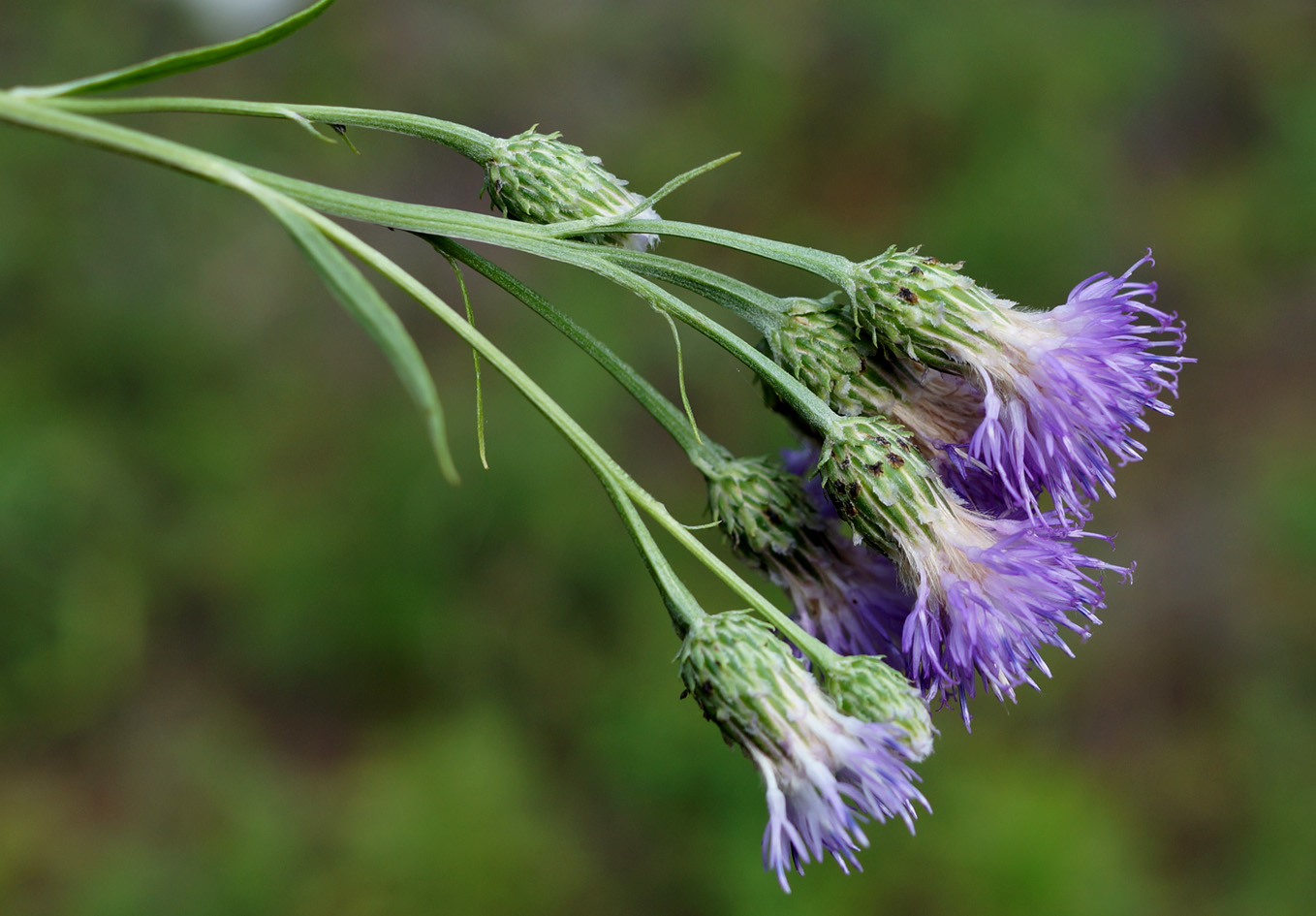 Изображение особи Saussurea amara.