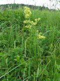 род Galium