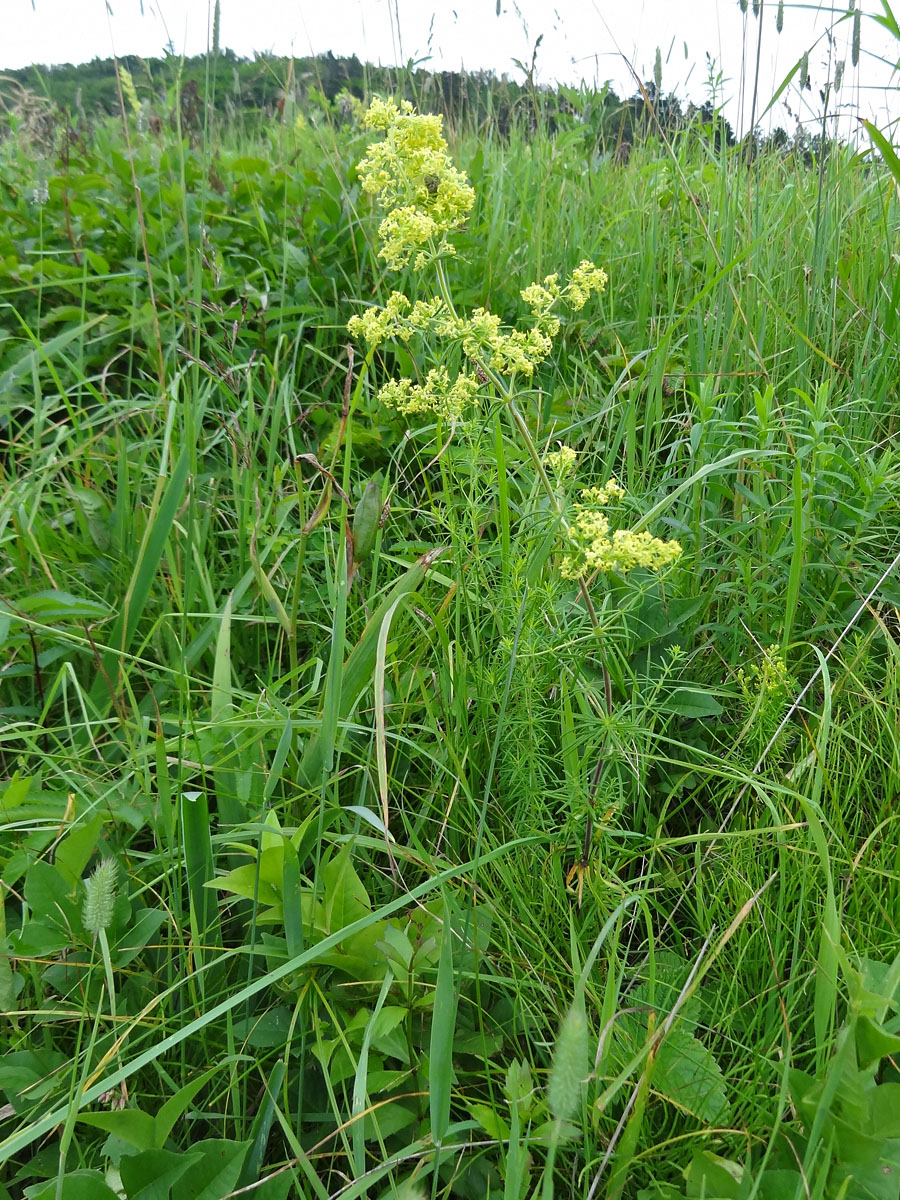 Image of genus Galium specimen.