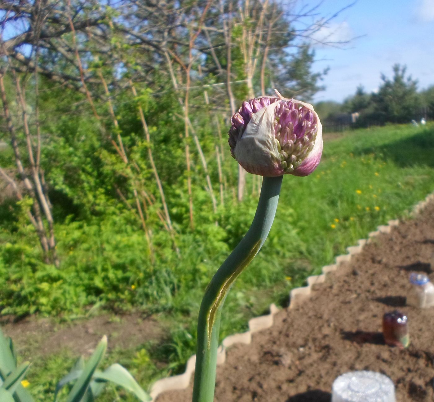 Image of Allium aflatunense specimen.