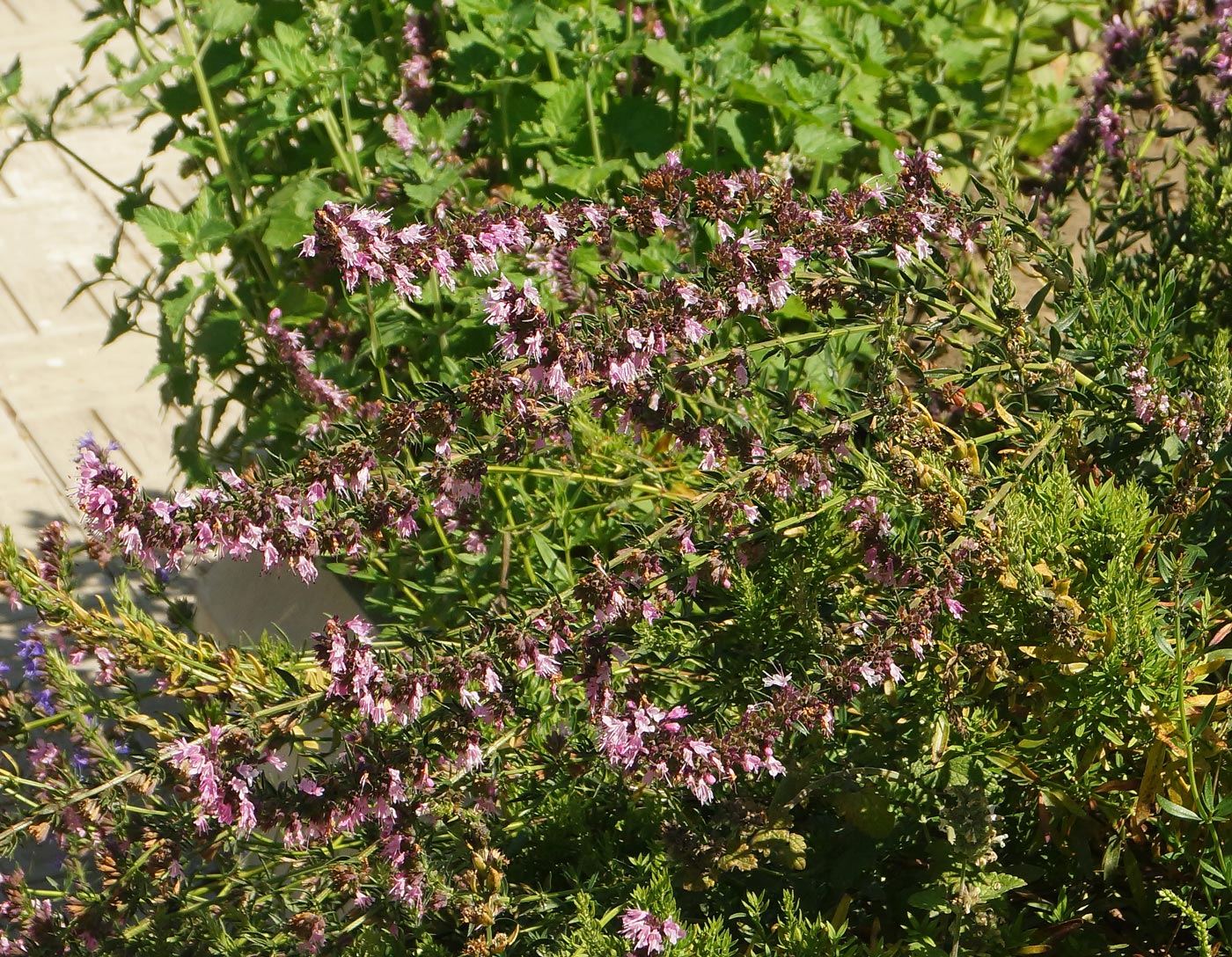 Image of Hyssopus officinalis specimen.