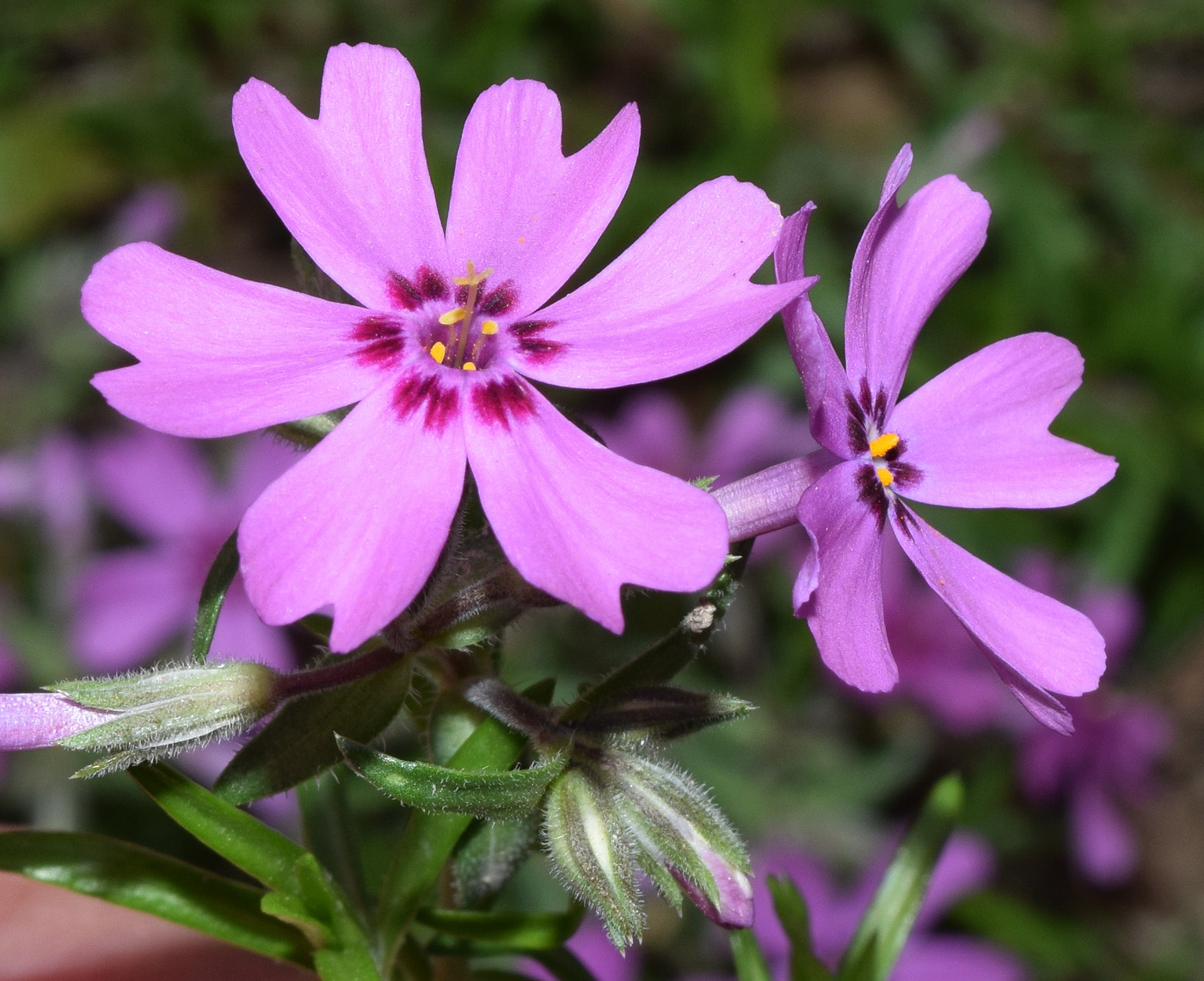 Изображение особи Phlox subulata.