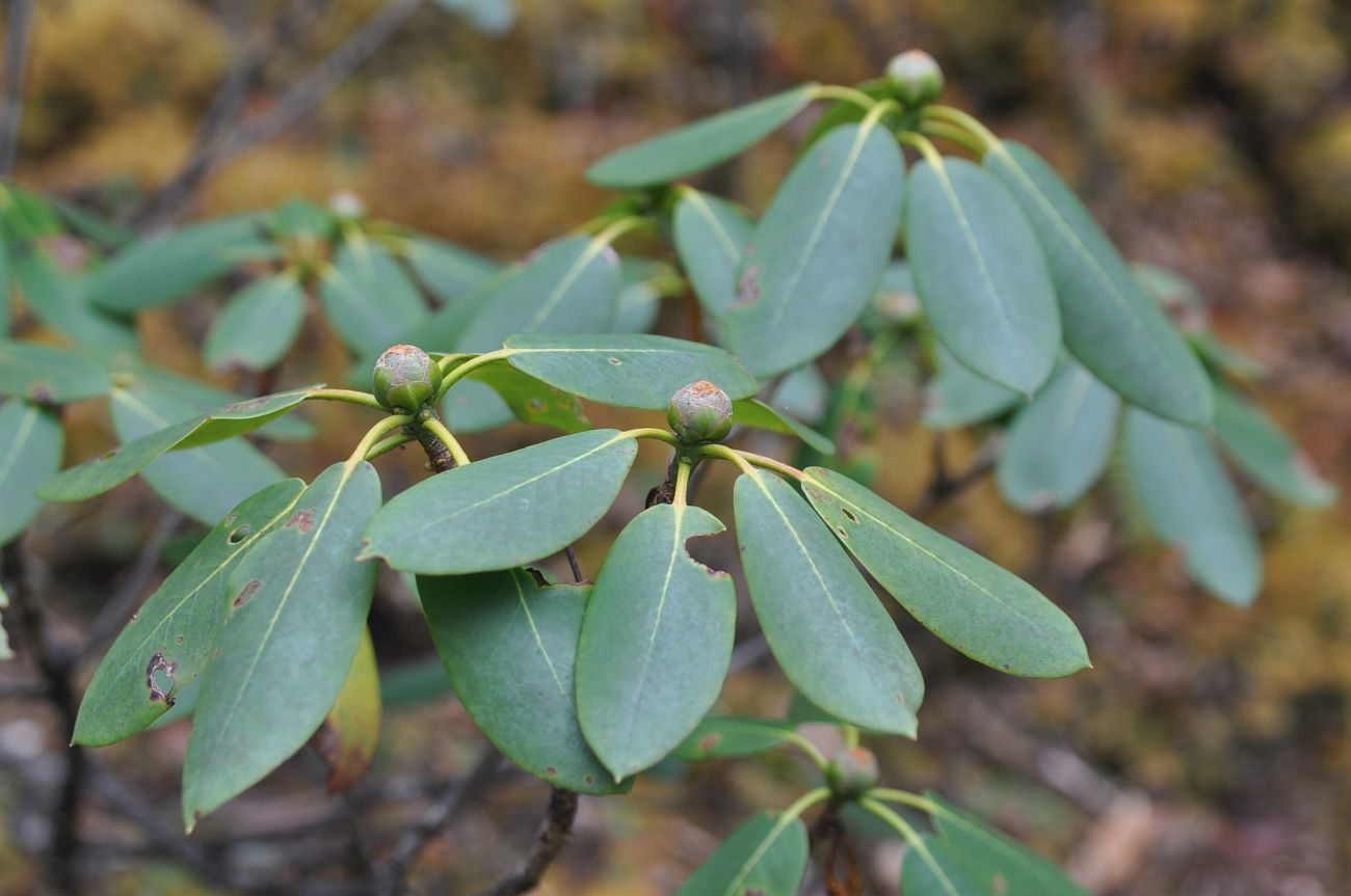 Изображение особи род Rhododendron.