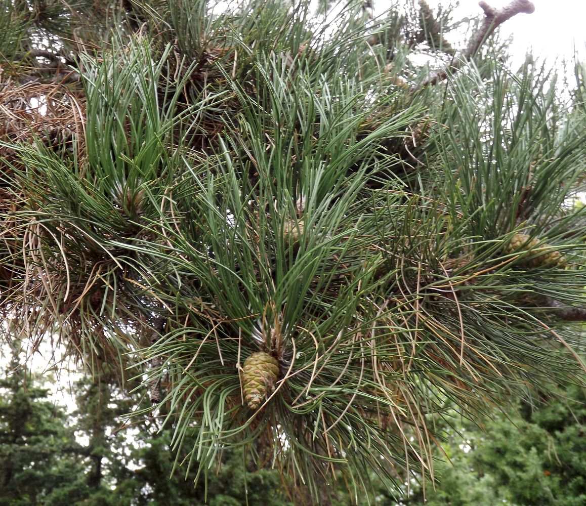 Изображение особи Pinus nigra.