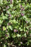 Lamium maculatum