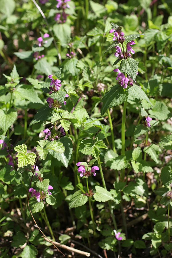 Изображение особи Lamium maculatum.