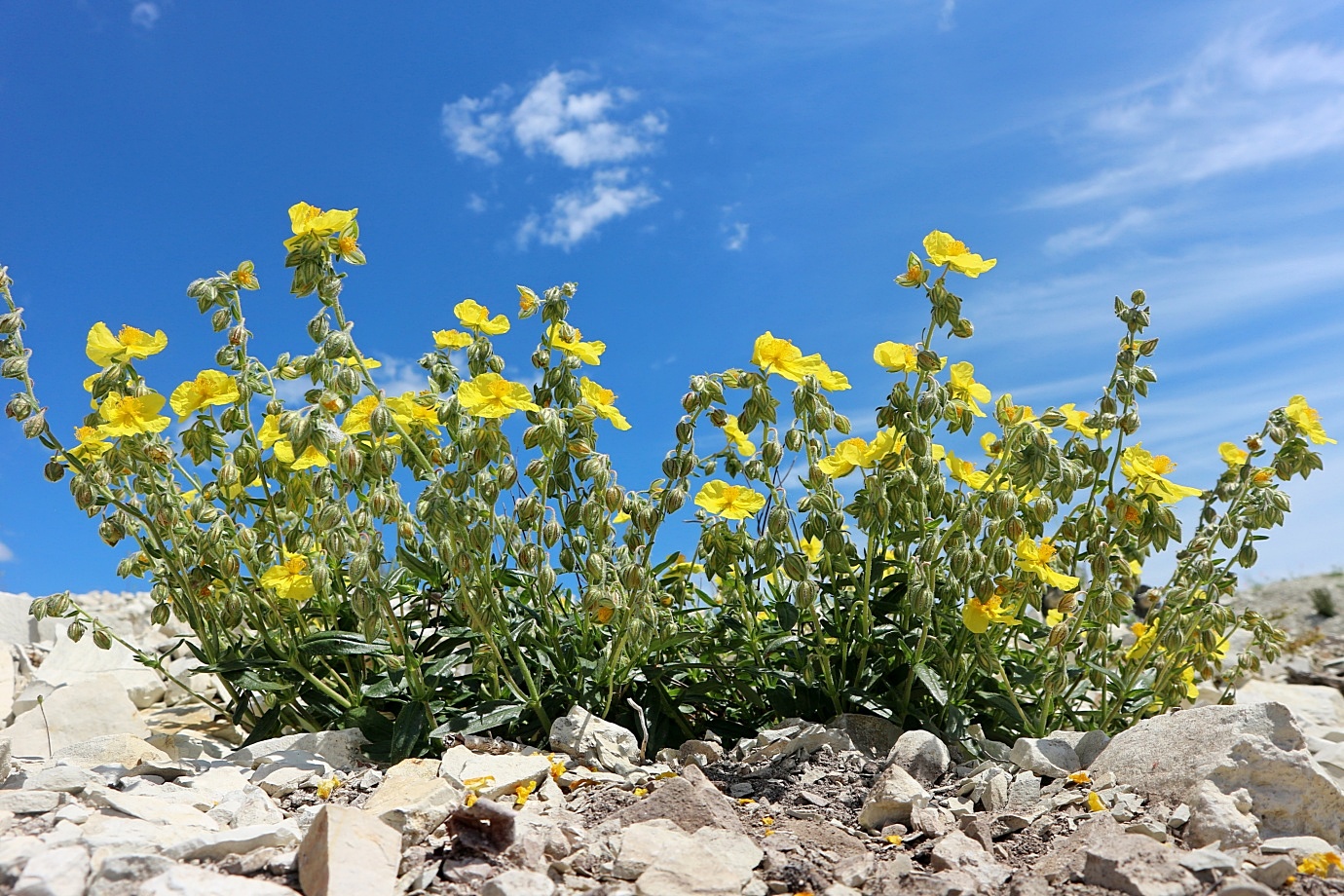 Image of Helianthemum nummularium specimen.