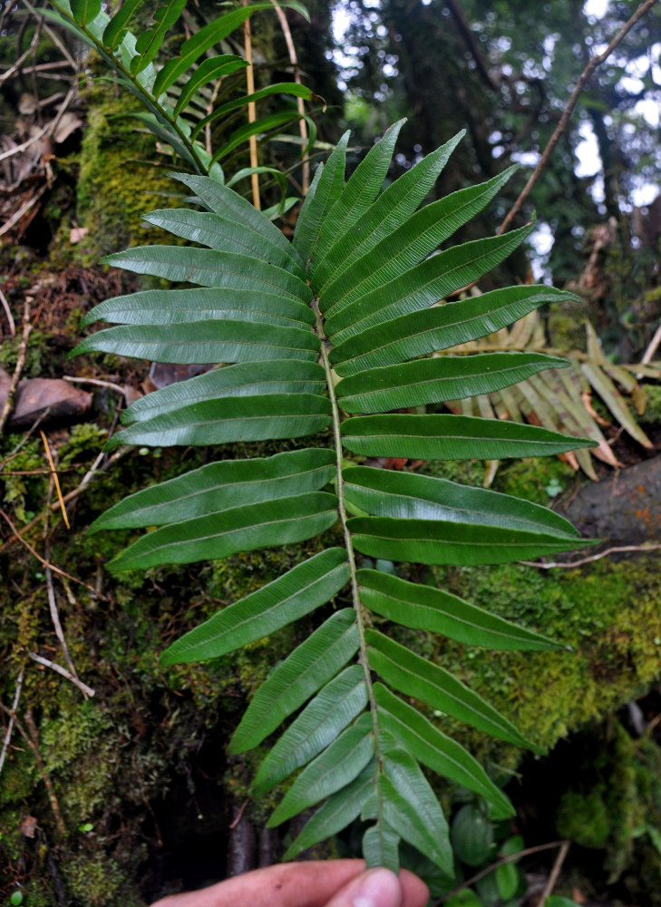 Image of Plagiogyria egenolfioides specimen.