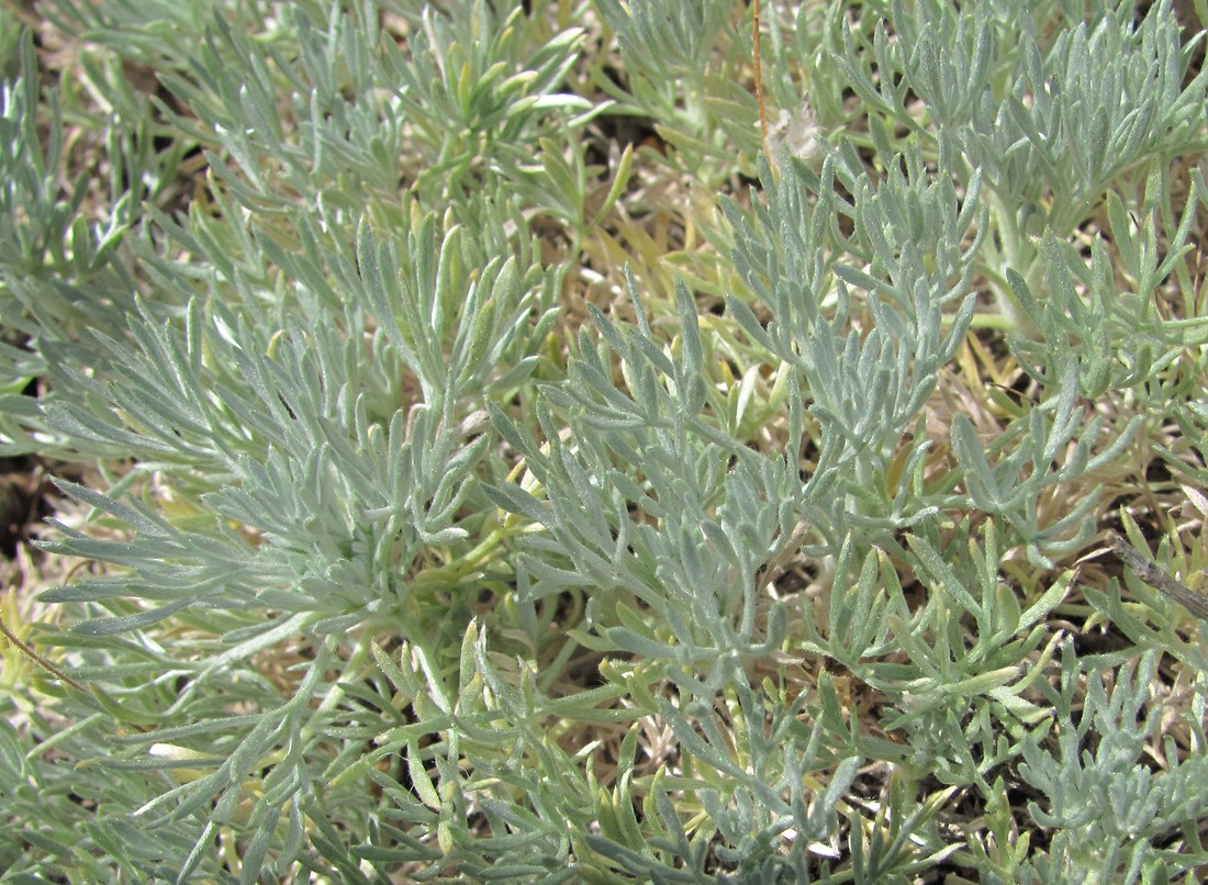 Изображение особи Artemisia caucasica.