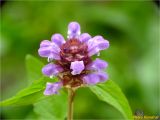 Prunella vulgaris. Соцветие. Украина, Ивано-Франковская обл., Болеховский горсовет, Поляницкий сельсовет, Поляницкий региональный ландшафтный парк, поляна. 11.06.2018.