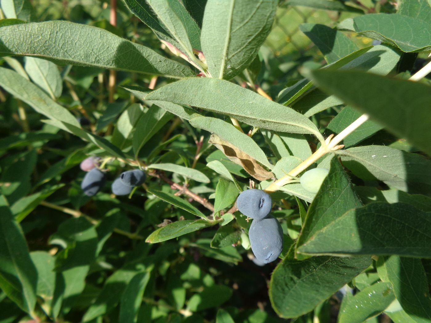 Изображение особи Lonicera edulis.