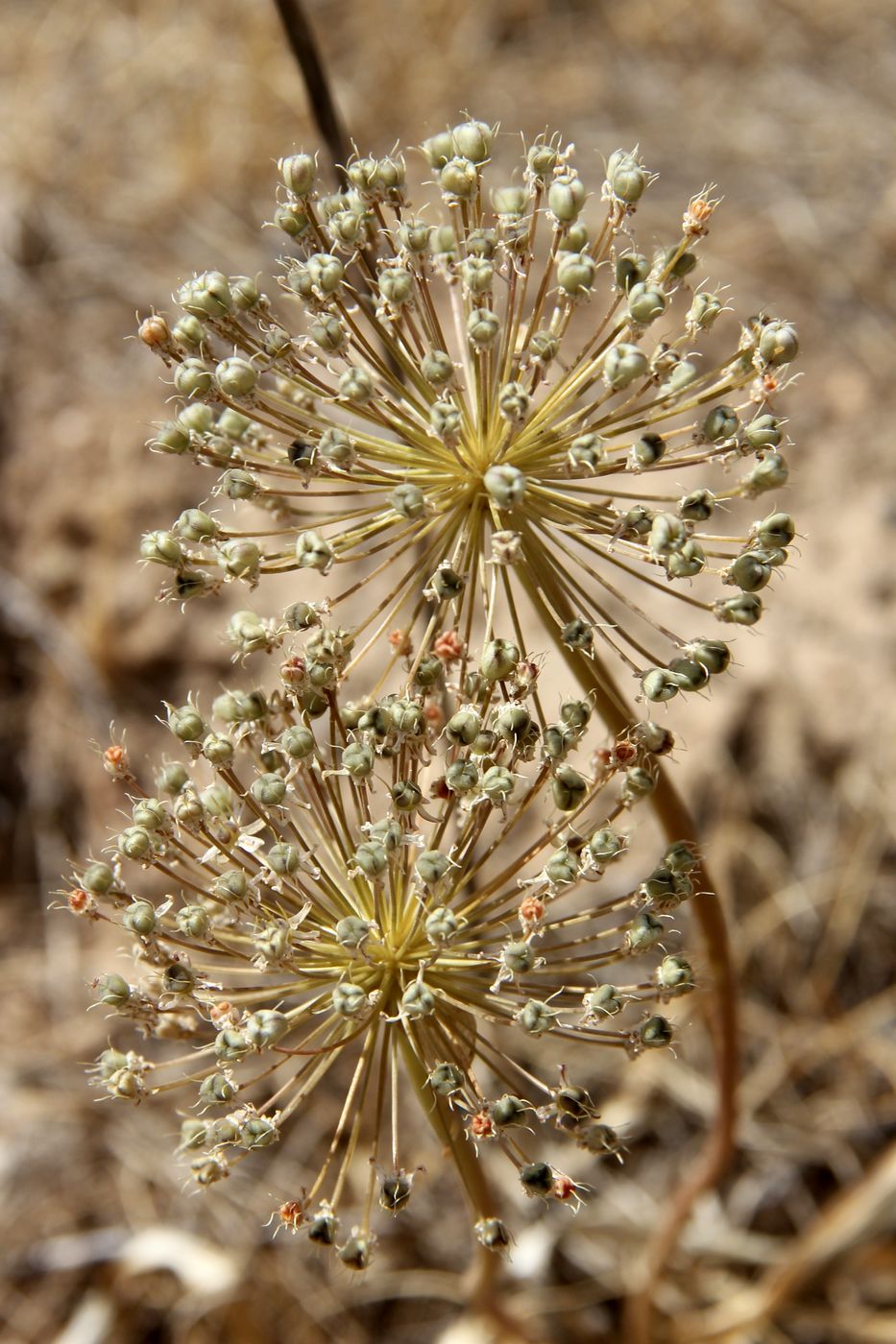 Image of Allium aroides specimen.