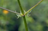 Valeriana alternifolia. Часть стебля с листьями и основаниями пазушных побегов. Приморский край, Шкотовский р-н, окр. с. Новонежино, сырой разнотравный луг. 08.07.2018.