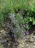 Teucrium orientale