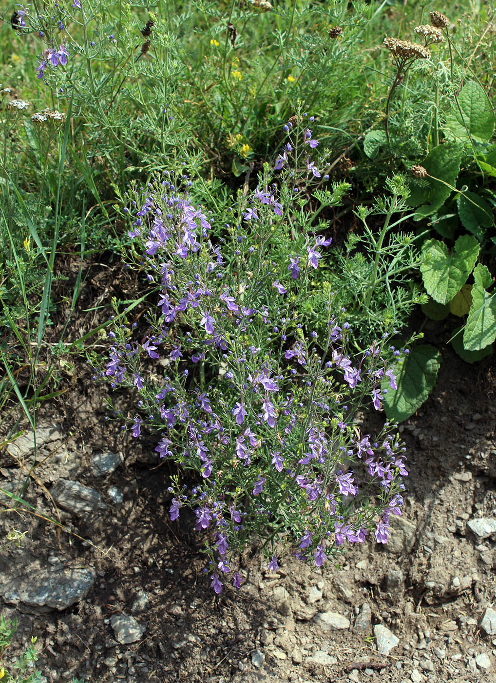 Изображение особи Teucrium orientale.