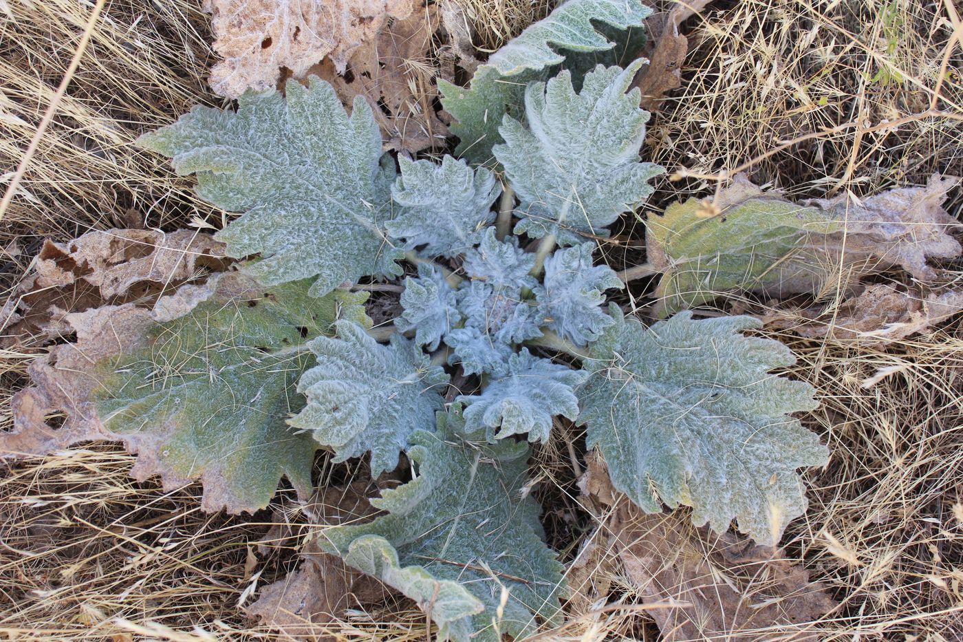 Image of Salvia aethiopis specimen.