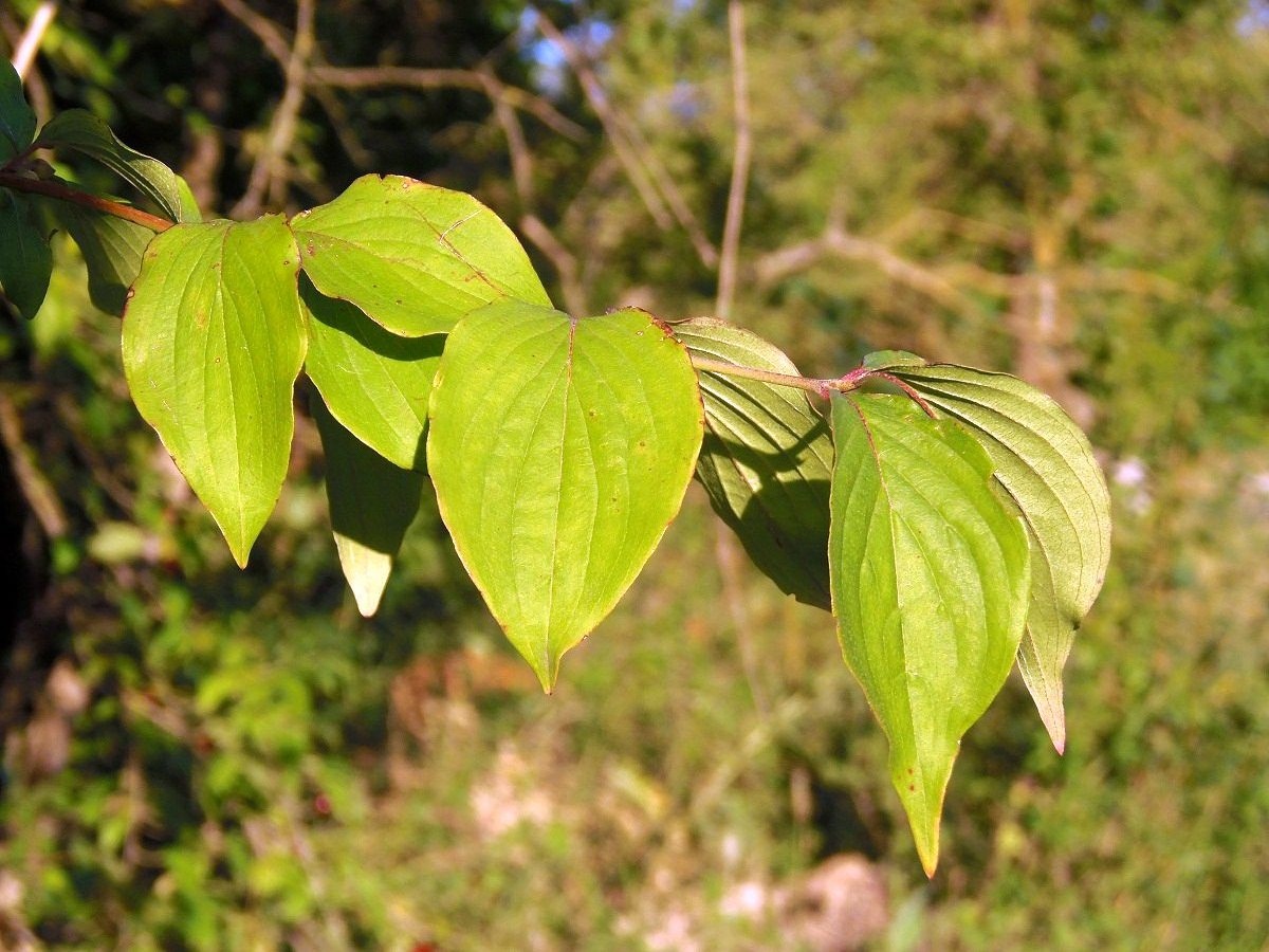 Image of Cornus mas specimen.