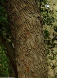 Image of taxon representative. Author is Юрий Пирогов