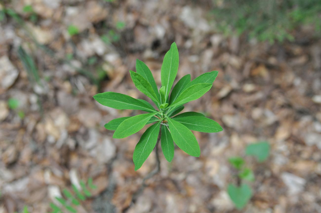 Image of Daphne mezereum specimen.