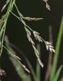 Eragrostis pilosa. Часть соцветия. Приморский край, о. Русский, обочина дороги, по краю лужи. 06.09.2018.