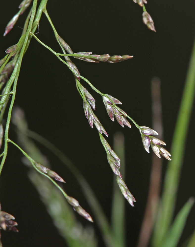 Изображение особи Eragrostis pilosa.