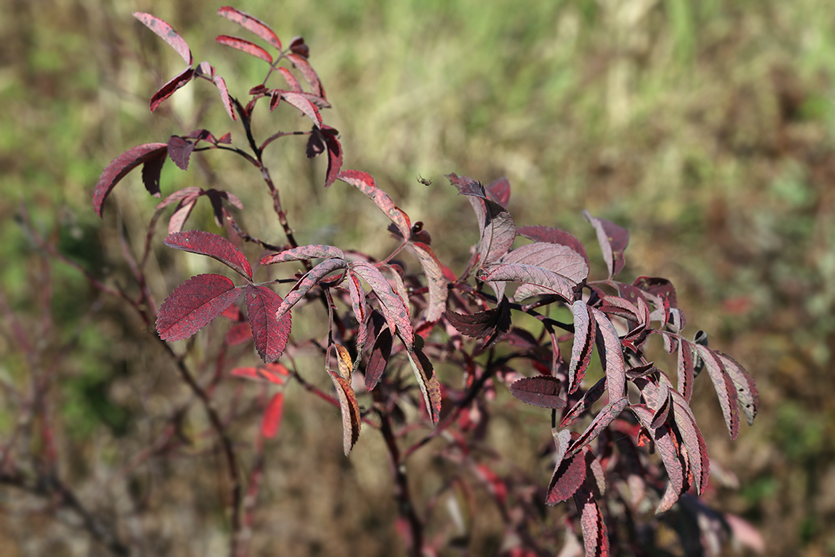 Image of Rosa cinnamomea specimen.