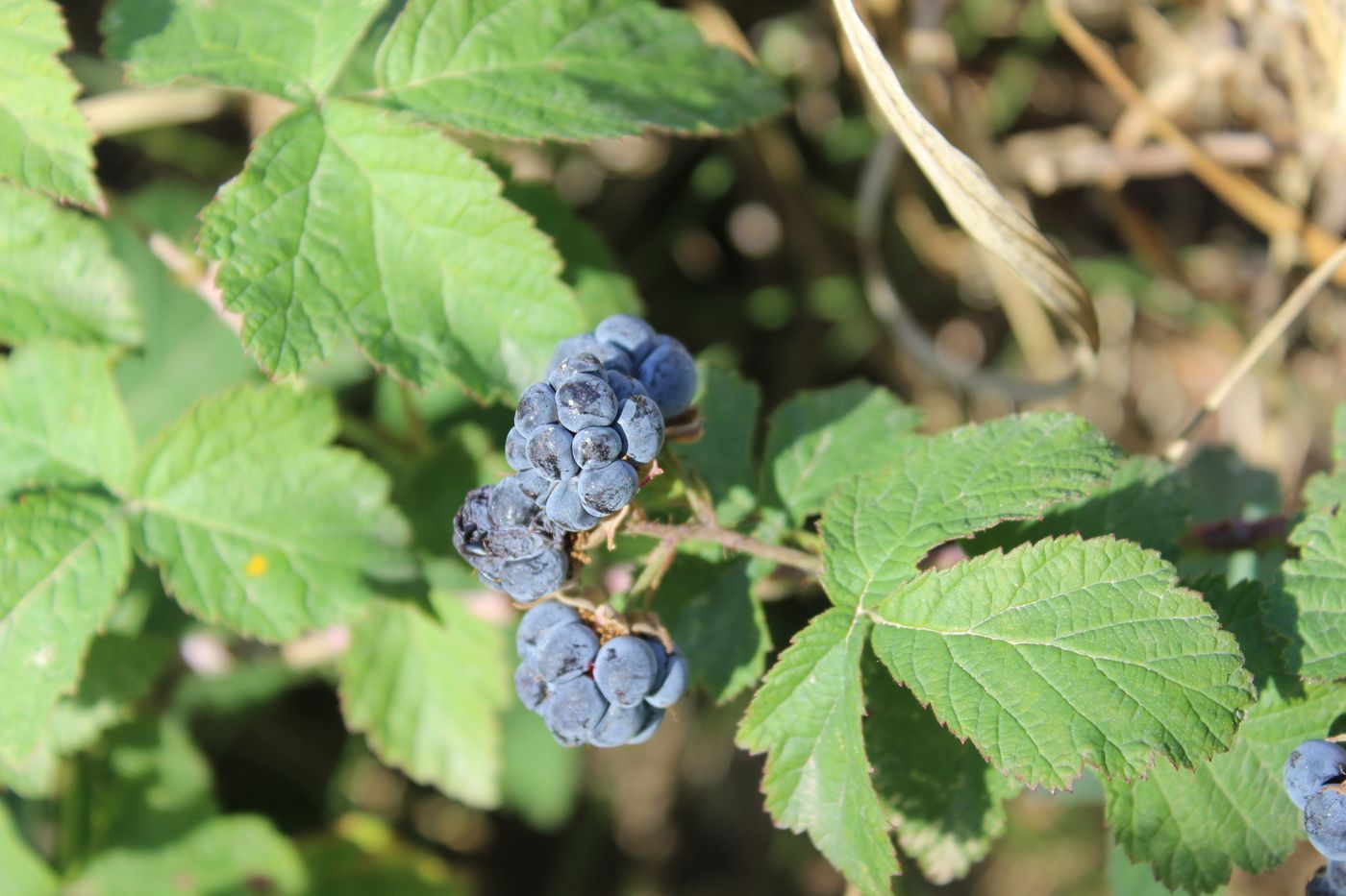 Изображение особи Rubus caesius.