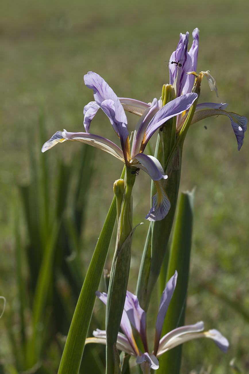 Изображение особи Iris sogdiana.