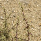 Salsola paulsenii